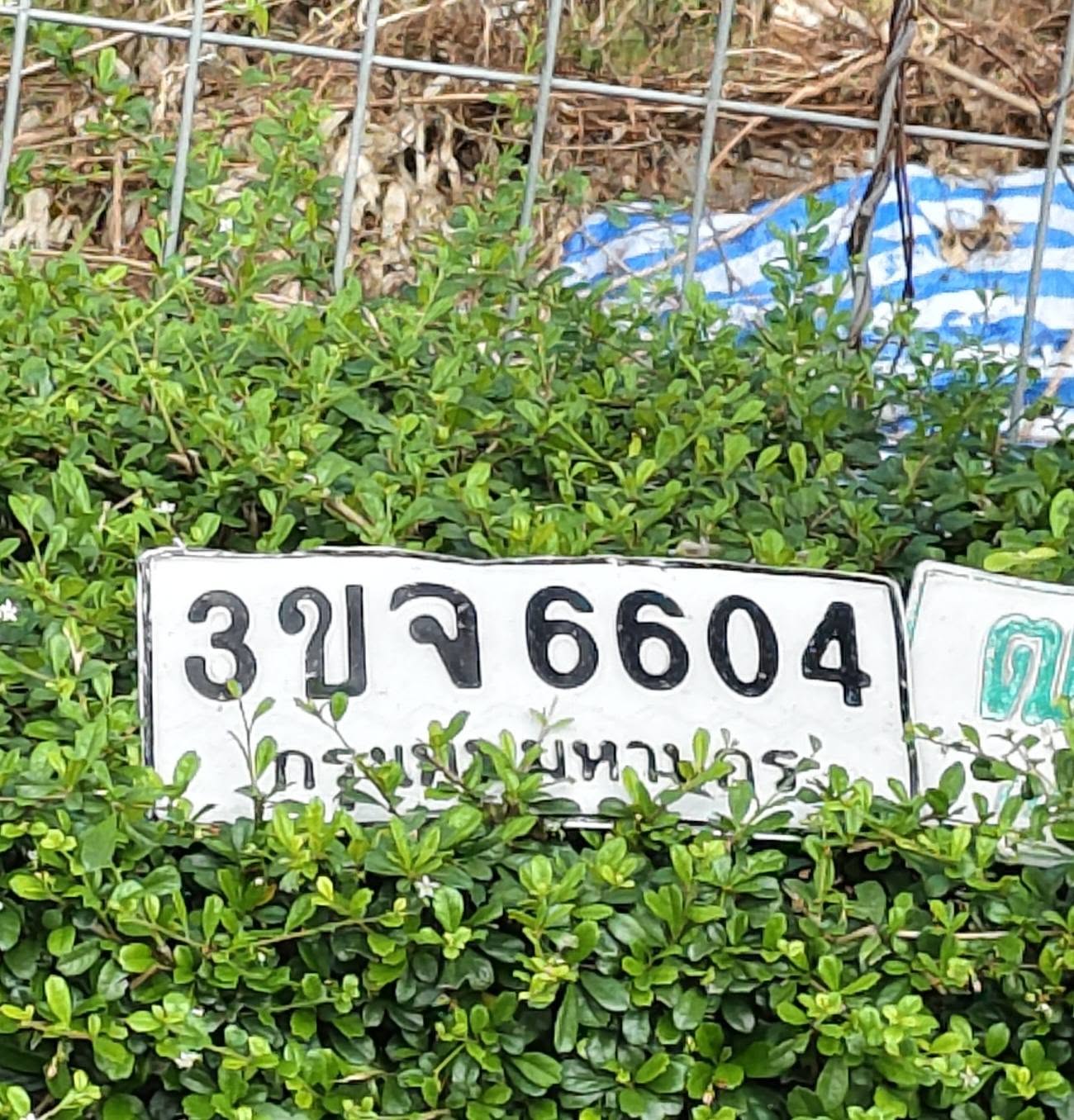 ภาพขยายป้าย 3ขจ 6604 ในรูปกองป้าย